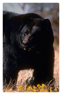 DF35T 301 Black Bear